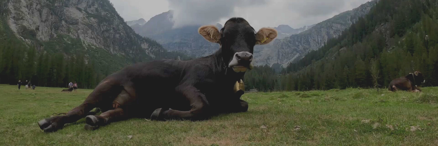 Black Cow