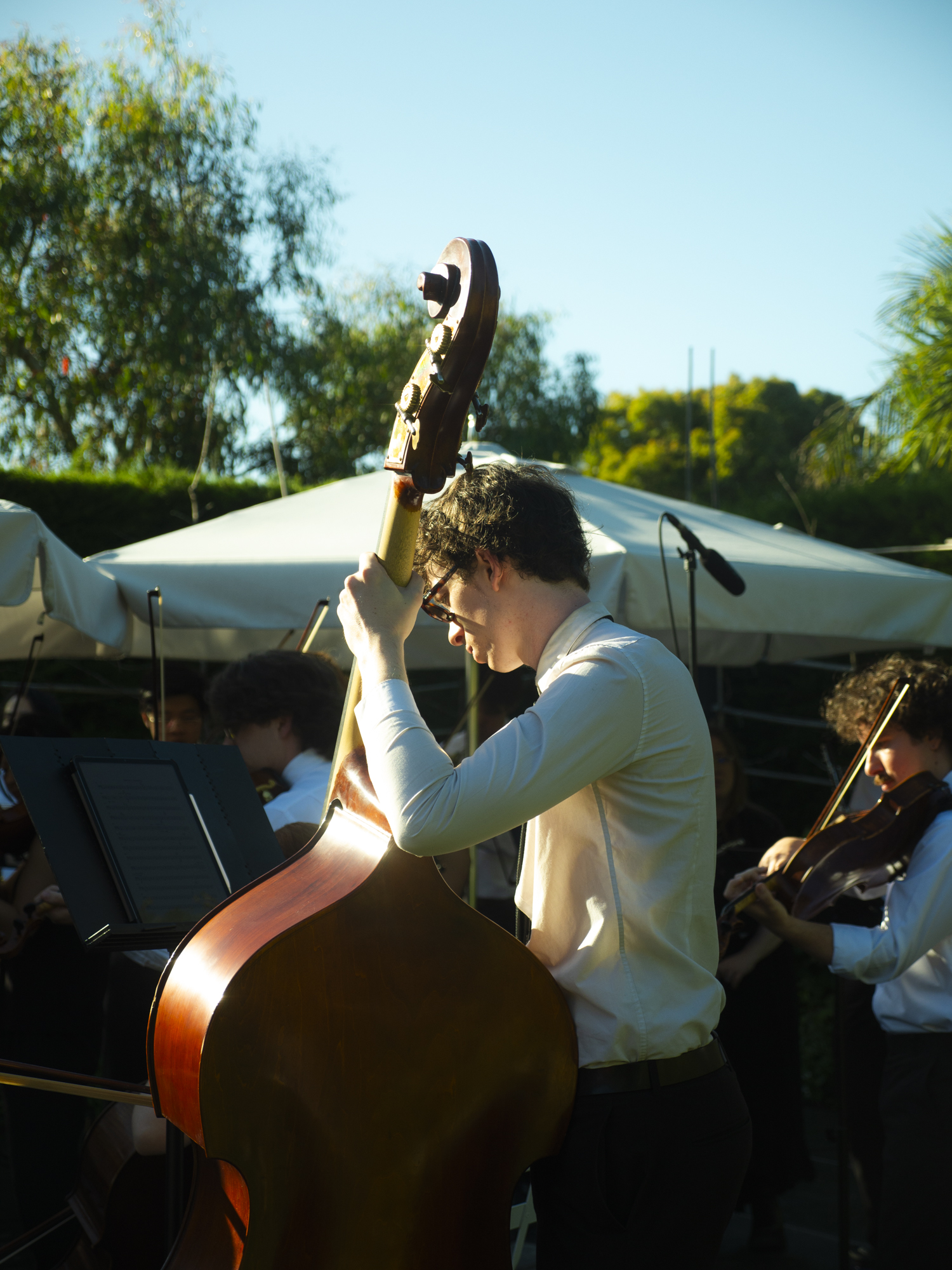 Cedar Collective