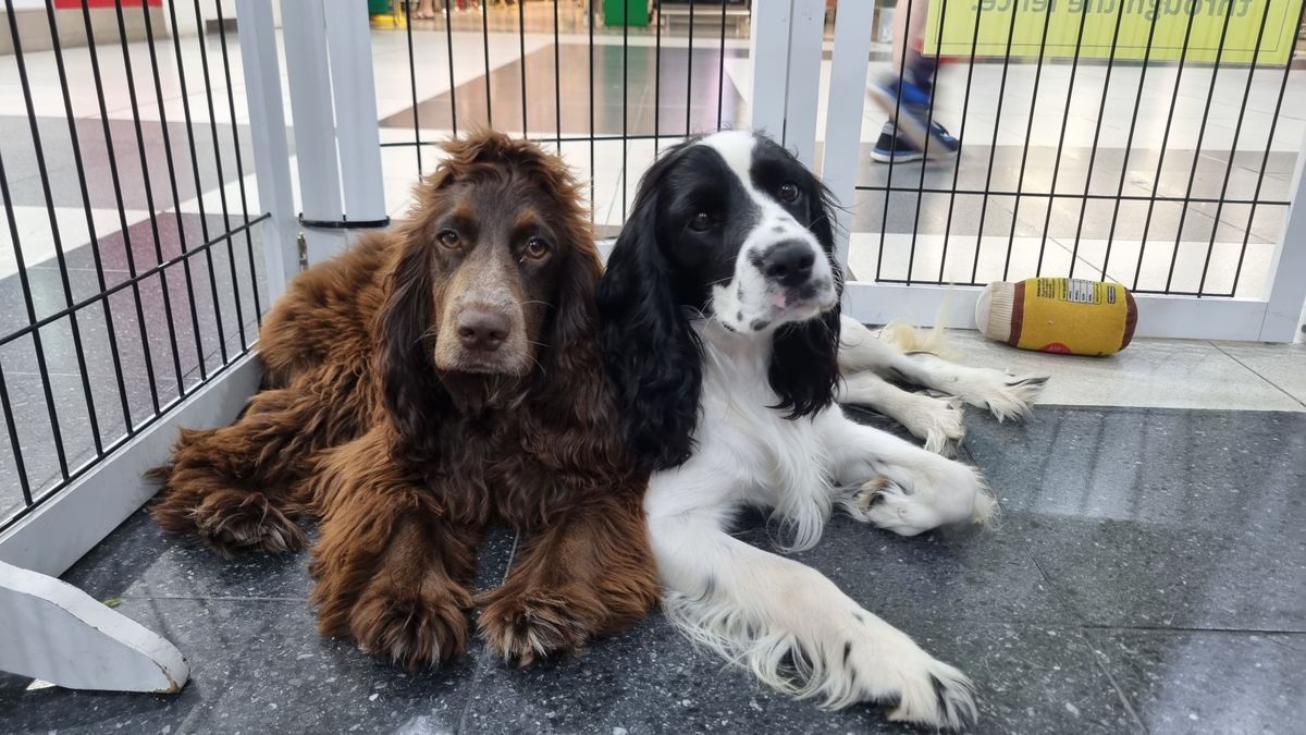 Canine Cuddles Brisbane
