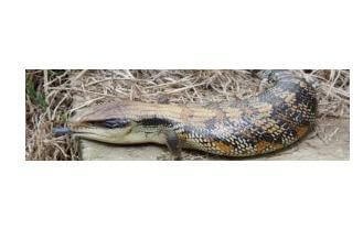 Mobile Reptiles