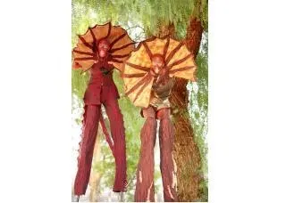 Frilled Neck Lizards
