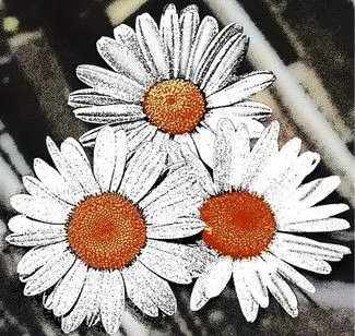 The Daisy Rifles