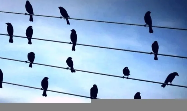 Wire Birds